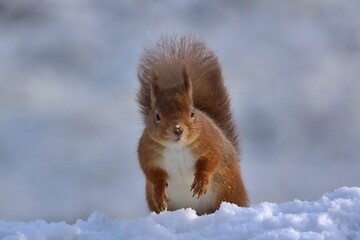 red squirrel in snow