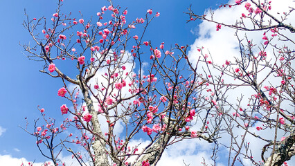 宇部市ときわ公園の梅の花