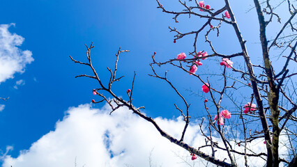 宇部市ときわ公園の梅の花