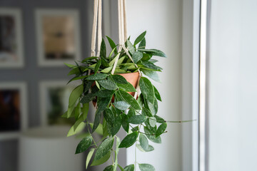 Plant Hoya gracilis in terracotta pot hanging from cotton macrame next to the window at home. Hoya in hanging pot. Green houseplant in handmade holders made of rope.