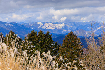 Dry grass, trees, and view of snowy mountain range on winter day - 734000985