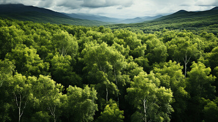 Aerial view of the vibrant beauty of a lush green forest