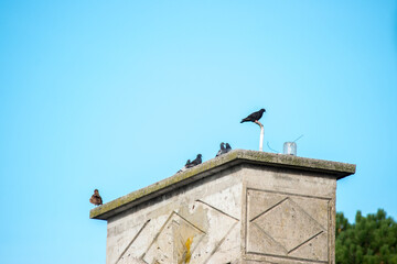palomas posadas en lo alto de la chimenea de una casa