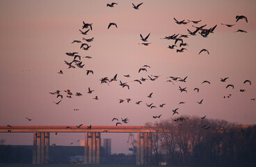 A flock of geese flying in the sky at sunset in winter