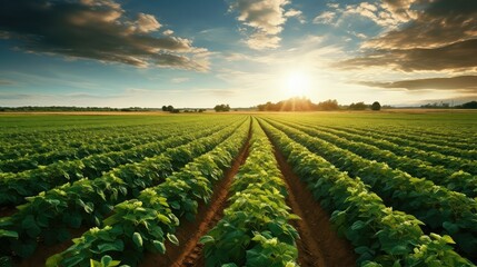 crop potato farm - obrazy, fototapety, plakaty