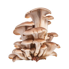 Oyster mushroom cluster on white or transparent background