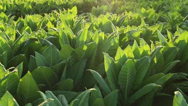 Rural tobacco plantation lush green field of tobacco leaves in the heart of the countryside, Tobacco agriculture in a country field, Tobacco leaf tree, cigarette product from tobacco.	