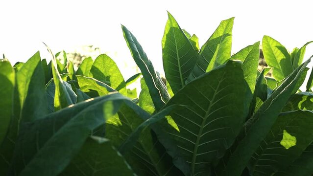 Rural tobacco plantation lush green field of tobacco leaves in the heart of the countryside, Tobacco agriculture in a country field, Tobacco leaf tree, cigarette product from tobacco.	