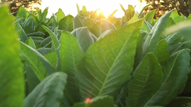 Rural tobacco plantation lush green field of tobacco leaves in the heart of the countryside, Tobacco agriculture in a country field, Tobacco leaf tree, cigarette product from tobacco.	