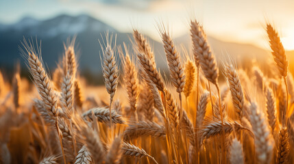Fototapeta premium A close-up view of ripe wheat ears.