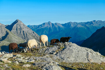 Herd of alpine sheep with panoramic view of majestic mountain peaks of High Tauern mountain range,...
