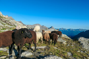 Herd of alpine sheep with panoramic view of majestic mountain peaks of High Tauern mountain range, Carinthia, Salzburg, Austria. Farming at Duisburger Huette in remote Austrian Alps at dawn. Hiking