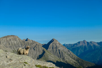 Single alpine sheep with panoramic view of majestic mountain peaks of High Tauern mountain range, Carinthia, Salzburg, Austria. Farming at Duisburger Huette in remote Austrian Alps at dawn. Hiking