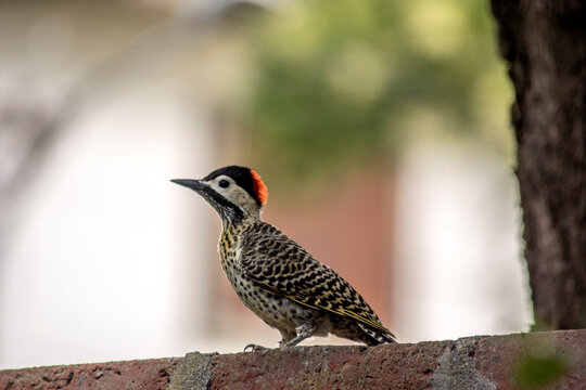 Primer plano de un p&aacute;jaro carpintero en el jard&iacute;n. P&aacute;jaro carpintero de pecho dorado