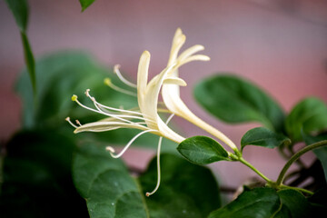 flores blancas de una Lonicera japonica
