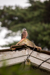 paloma posada en lo alto de un techo