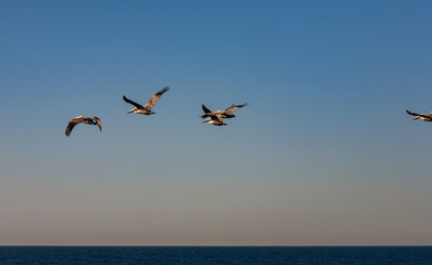 Fototapeta na wymiar California Pelicans at Sunset in La Jolla, California