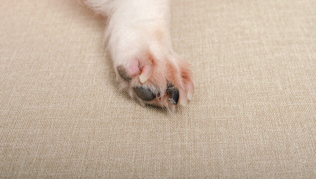 Dermatitis, allergy in dog, food allergy, dog paws, pads, malassezia. Old dog. 