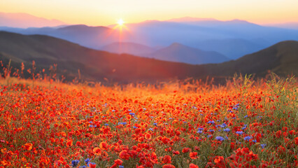The Sun rising on a field of poppies in the countryside, Tyrol, Austria