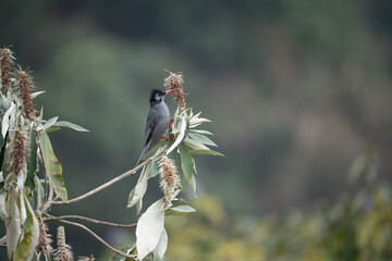 Black Bulbul Perched in a Flowering Tree