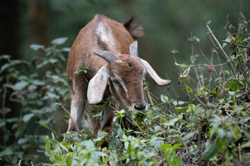 Goat Browsing on the Bushes