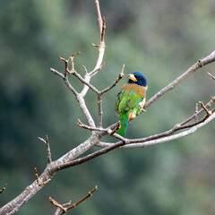 Great Barbet Perched in a Tree