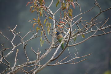Great Barbet Perched in a Tree