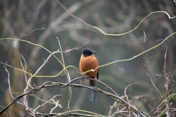 Rufous Sibia Perched in a Tree