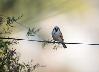 Sparrow Perched on a Wire