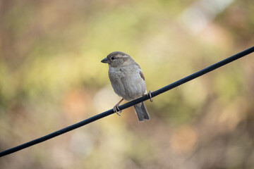 Sparrow Perched on a Wire