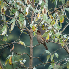 Striated Laughing Thrush