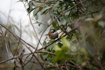 White Browed Fulvetta
