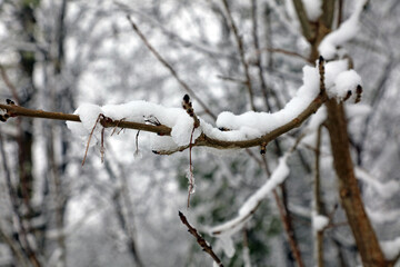 Closeup of a branch covered in snow, Derbyshire England
