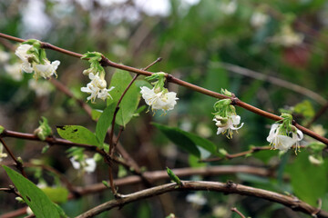 Closeup of a branch of Winter-flowering Honeysuckle, Derbyshire England
