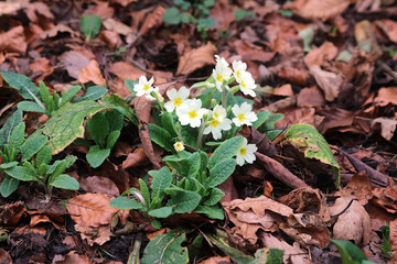 Primroses in growing through a bed of dead leaves, Derbyshire England
