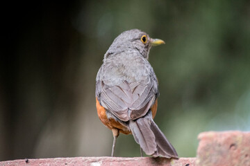 Retrato de un Zorzal colorado. Turdus rufiventris