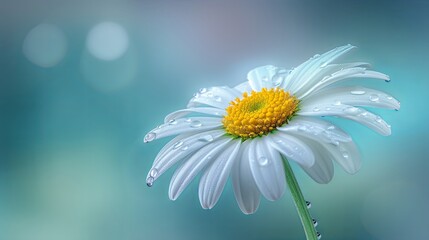 A lone daisy flower. Natural backdrop. Illustration for cover, card, postcard, interior design, banner, brochure or presentation. - obrazy, fototapety, plakaty