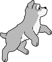 Simple and cute illustration of Miniature Schnauzer running