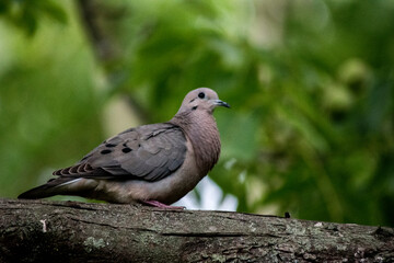 peque&ntilde;a paloma torcaza posada en las ramas de un &aacute;rbol