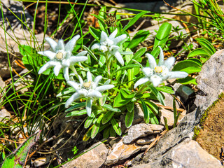 Edelweiss in the mountain.