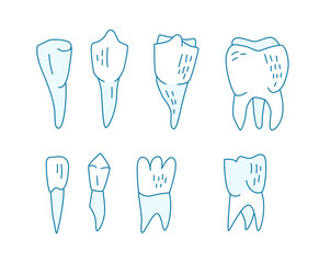 Adult teeth types. Editable vector illustration. Medical image