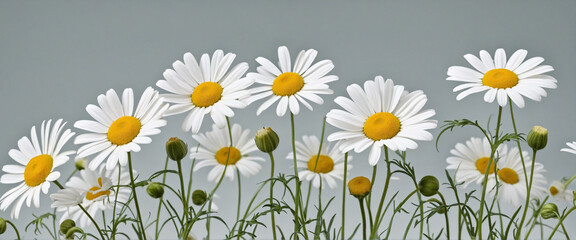 White Chamomile Daisy Flowers on Transparent Background, Isolated PNG Cutout