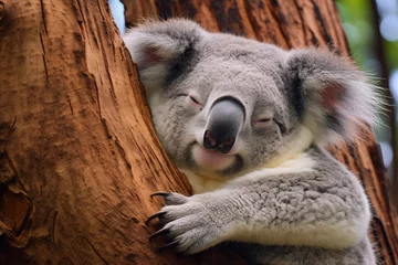Foto op Plexiglas Close up portrait of Koala bear sleeping on eucalyptus tree © Татьяна Евдокимова