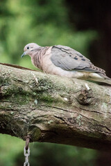 pequeña paloma torcaza posada en las ramas de un árbol