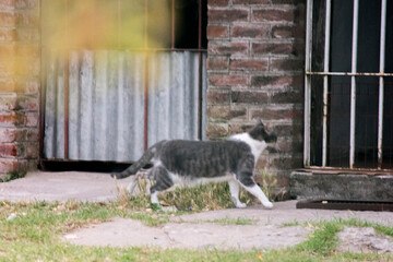 gato gris y blanco caminando frente a una casa