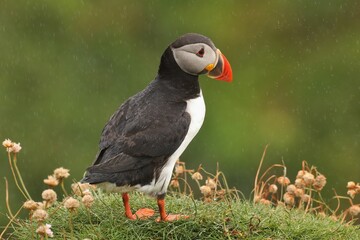 atlantic puffin bird