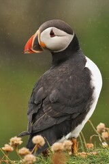 atlantic puffin 