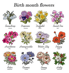 Set of birth month flowers colorful vector illustrations on white background. Snowdrop, primrose, daffodil, sweet pea, hawthorn, aster, peony, cosmos, holly hand drawn design, logo, tattoo, packaging. - obrazy, fototapety, plakaty