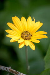 primer plano de una margarita amarilla