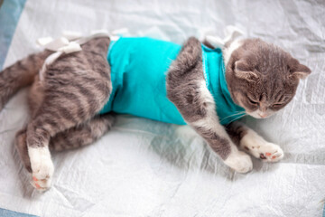 Postoperative bandage on a cat. A grey fold-eared cat lies in a veterinary blanket after surgery. A...